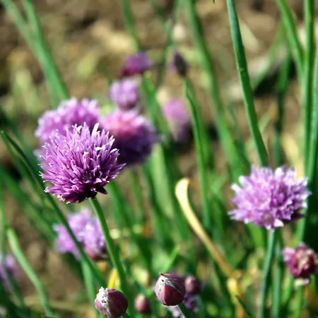 Safraniere De La Venelle Du Moulin Bed and Breakfast 3*