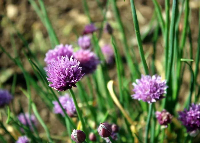 Safraniere De La Venelle Du Moulin Bed & Breakfast 3*